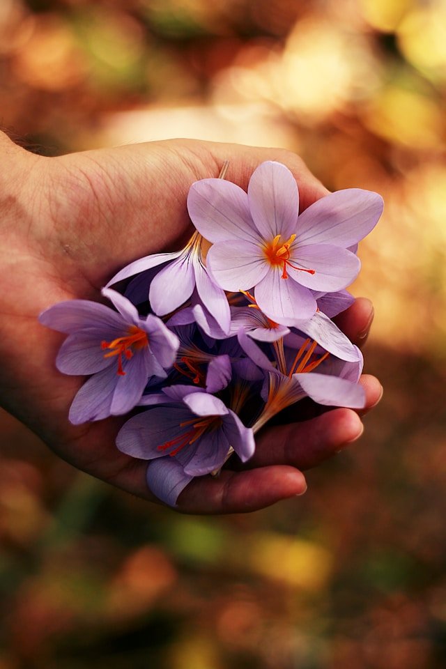 Holding flower petals