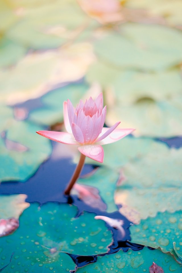 Lotus flower