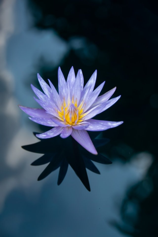 Lotus flower