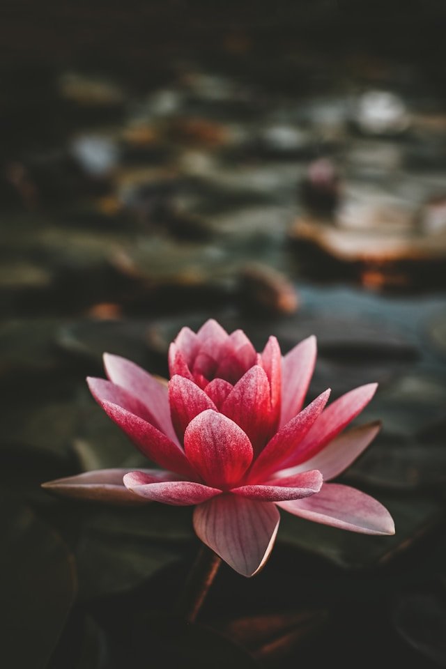 Lotus flower